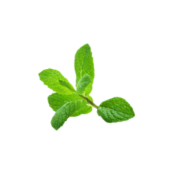 Mint Leaves