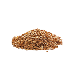 Wheat